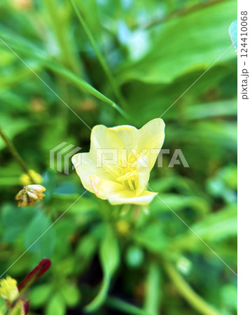 草むらに咲くコマツヨイグサ 124410068