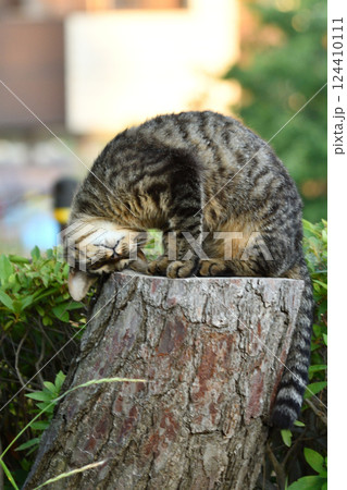 夕方の公園でくつろぎ切り株に頭を擦り付けるキジトラのノラ猫 124410111