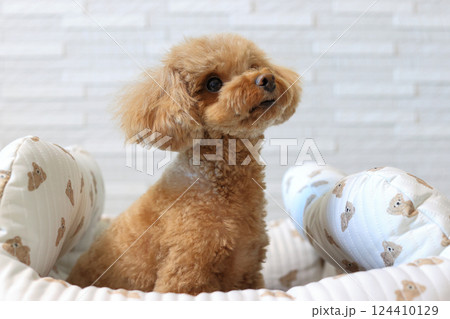 お座りするトイプードル お座りするトイプードル 124410129