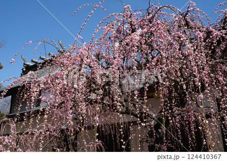 結城神社の梅 結城神社の梅 124410367