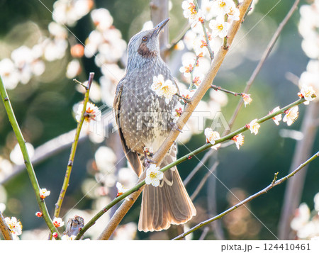 梅の花とヒヨドリ 梅の花とヒヨドリ 124410461