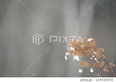 北海道の冬とノリウツギ 124410545