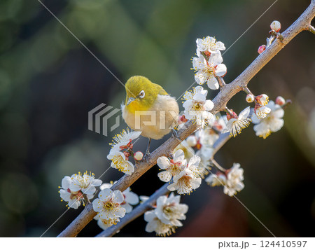 梅の花とメジロ 124410597