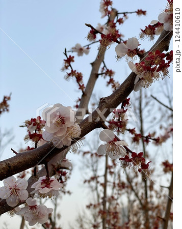 Cherry Blossoms in Full Bloom 124410610
