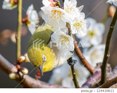 梅の花とメジロ 124410611