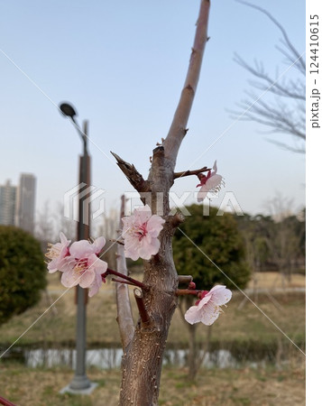 Cherry Blossoms in Full Bloom 124410615