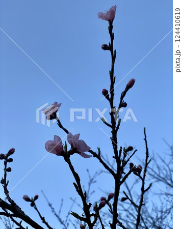 Cherry Blossoms in Full Bloom 124410619