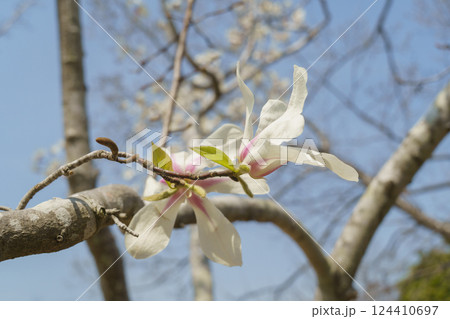 春に咲くコブシの花 春に咲くコブシの花 124410697