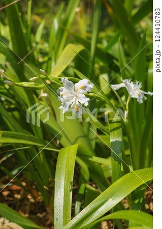 春に咲くシャガの花 春に咲くシャガの花 124410783