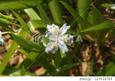 春に咲くシャガの花 俯瞰撮影 春に咲くシャガの花 俯瞰撮影 124410784