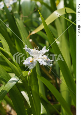 春に咲くシャガの花 春に咲くシャガの花 124410785