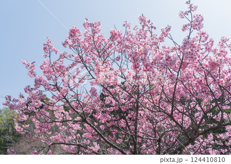 春の桜と青空 春の桜と青空 124410810