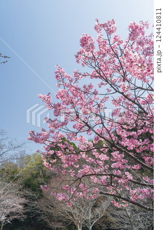 春の桜と青空 124410811
