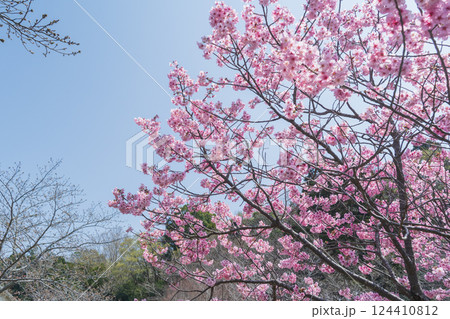 春の桜と青空 春の桜と青空 124410812