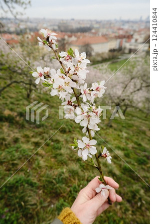 Blooming Almond Branch in a Scenic Spring Landscape Full of Color and Joy 124410844