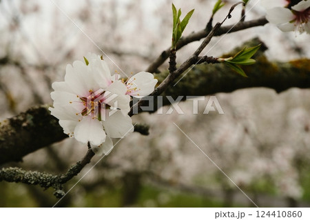 Almond Blossom is in its splendid Springtime Bloom, showcasing natures artistry Almond Blossom is in its splendid Springtime Bloom, showcasing natures artistry 124410860