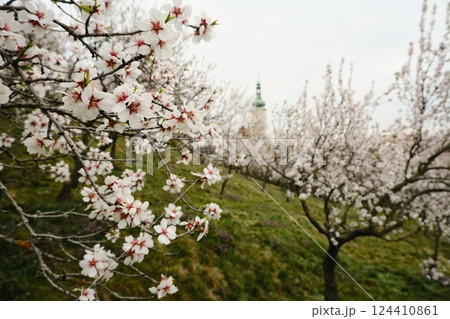 Blossoming Almond Trees Create Beautiful Spring Landscape Full of Life in Prague Blossoming Almond Trees Create Beautiful Spring Landscape Full of Life in Prague 124410861