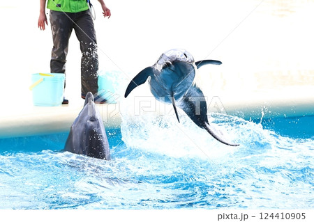 イルカ　マリンワールド海ノ中道 124410905