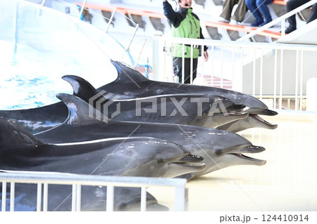 イルカ　マリンワールド海ノ中道 124410914