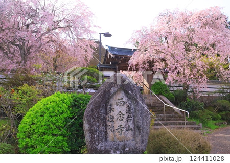 西念寺(奈良県天理市)満開の桜 西念寺(奈良県天理市)満開の桜 124411028