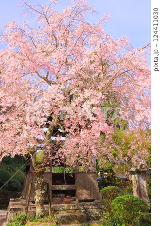 西念寺(奈良県天理市)満開の桜 西念寺(奈良県天理市)満開の桜 124411030
