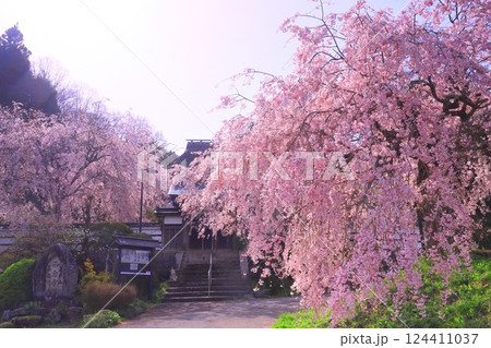 西念寺（奈良県天理市）満開の桜 124411037
