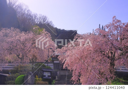西念寺(奈良県天理市)満開の桜 西念寺(奈良県天理市)満開の桜 124411040