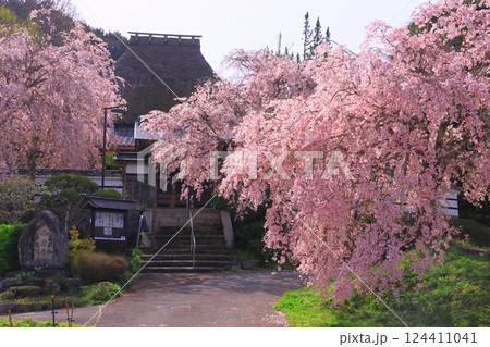 西念寺(奈良県天理市)満開の桜 西念寺(奈良県天理市)満開の桜 124411041