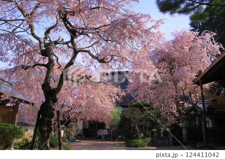 西念寺(奈良県天理市)満開の桜 西念寺(奈良県天理市)満開の桜 124411042