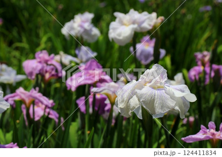 白い花菖蒲 124411834