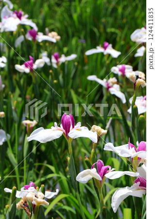 初夏に咲いた菖蒲 124411835