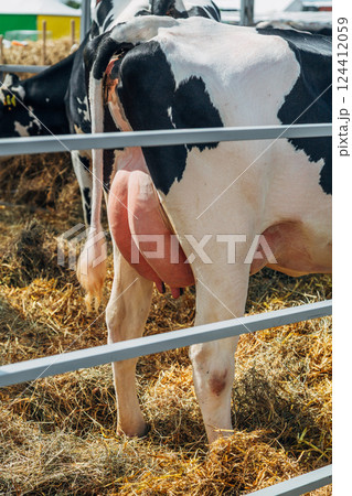 Close up of cow udder, young black and white holstein cow standing on green meadow Close up of cow udder, young black and white holstein cow standing on green meadow 124412059