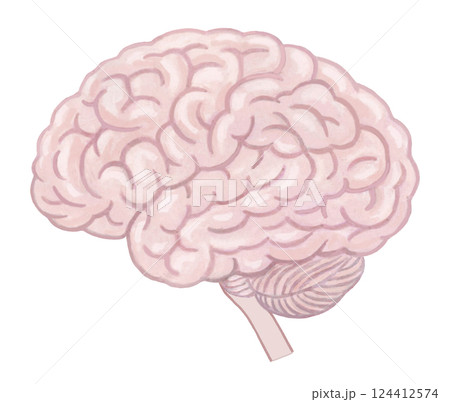人の脳のイラスト 124412574