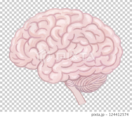 人の脳のイラスト 124412574