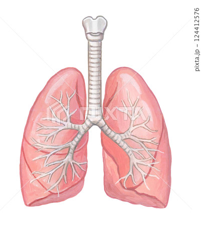 人の肺と気管支のイラスト 124412576