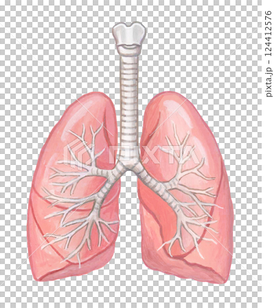 人の肺と気管支のイラスト 124412576