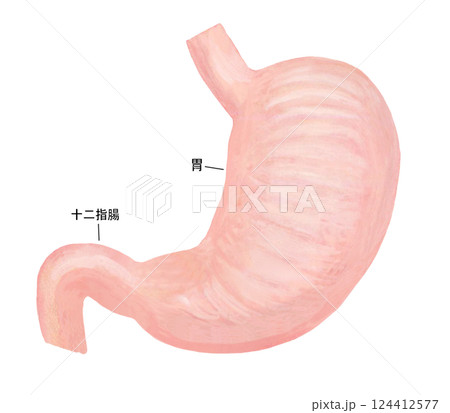 人の胃と十二指腸のイラスト	 124412577