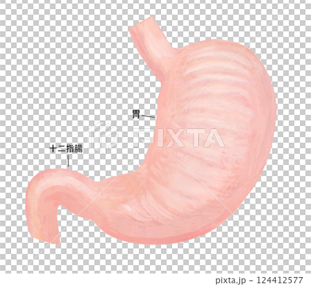 人の胃と十二指腸のイラスト	 124412577