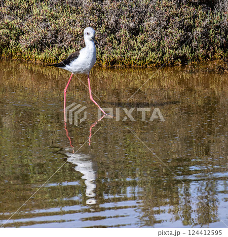 Black-winged stilt, Himantopus himantopus in Ria Formosa Natural Reserve, Algarve Portugal. Black-winged stilt, Himantopus himantopus in Ria Formosa Natural Reserve, Algarve Portugal. 124412595