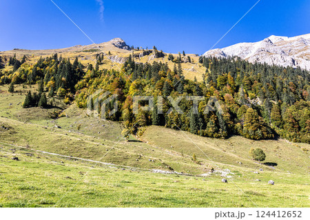 maple trees at Ahornboden, Karwendel mountains, Tyrol, Austria maple trees at Ahornboden, Karwendel mountains, Tyrol, Austria 124412652