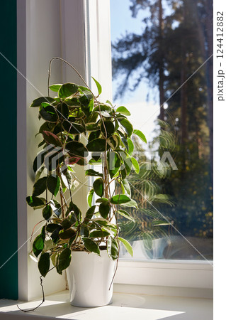 Variegated foliage of hoya carnosa variegata Krimson Queen on sunny windows sill 124412882