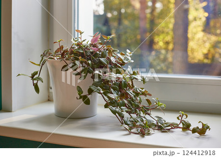 Tradescantia in a tall white planters on a white windowsill. Tradescantia in a tall white planters on a white windowsill. 124412918