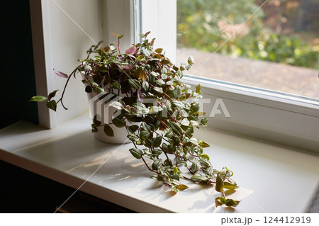 Tradescantia in a tall white planters on the window on a sunny day 124412919