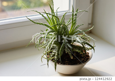 A rare kind of aloe on a white windowsill on a sunny summer day. Copy space A rare kind of aloe on a white windowsill on a sunny summer day. Copy space 124412922