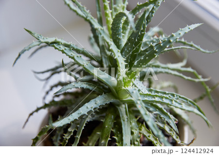 Aloe is prickly on the windowsill. Close-up. 124412924