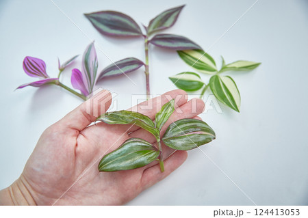 A set of slices of houseplants of tradescantia of different varieties. Thai quadricolor in the foreground. A set of slices of houseplants of tradescantia of different varieties. Thai quadricolor in the foreground. 124413053
