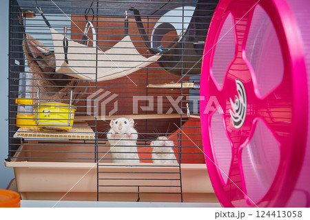 Funny curious white rats looking out of a cage 124413058