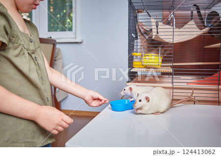 A child feeds rats with dried zophobas larvae. The concept of feeding and caring for animals. Pets and children A child feeds rats with dried zophobas larvae. The concept of feeding and caring for animals. Pets and children 124413062