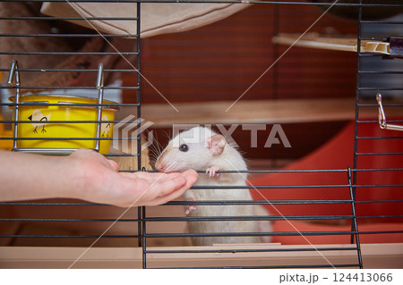 A white rat comes out of the cage on the hand of a child. The concept of interaction between children and pets 124413066