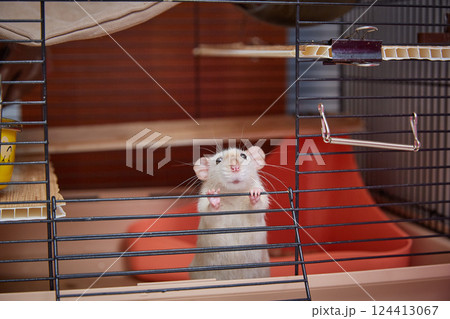 A cage with a cute Siamese rat looking out. A cage with a cute Siamese rat looking out. 124413067